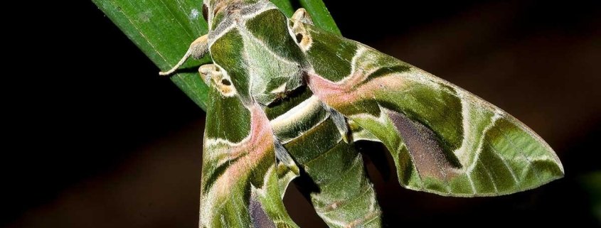 phoenix-moth-close-up-photography-srini
